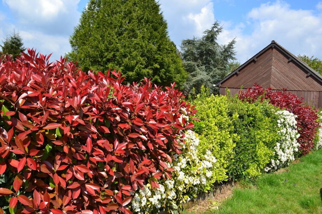 hedge, flowering hedge, bushes, red leaves, nature, fothinia, photinia, garden, timber house